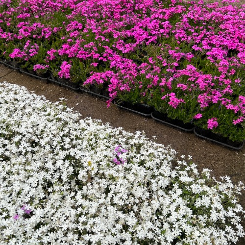 대성식물 꽃잔디 분홍 흰색 모종 12개입 봄꽃 야생화 지피식물