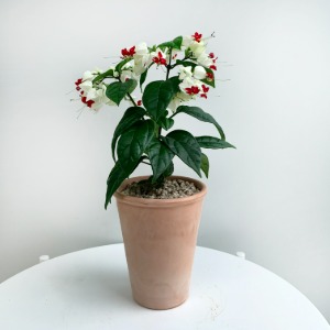 대성식물 클레로덴드론 덴드롱 토분세트 야생화 꽃 인테리어 공기정화식물