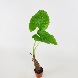팡팡플랜트 공기정화식물 알로카시아 오도라 10cm 소품 천연가습기