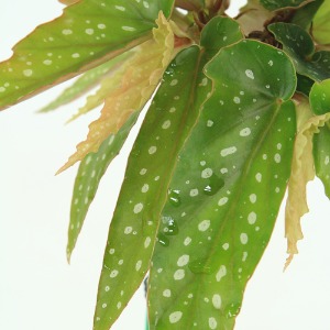대성식물 베고니아타마야 15cm  베고니아 관엽식물 중형식물