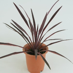 대성식물 실내 공기정화식물 코르딜리네 핑크스타 18cm