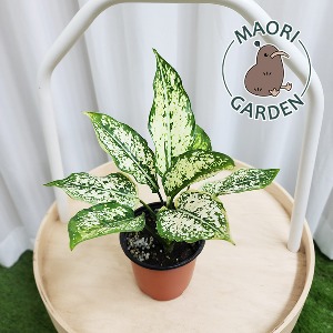 스노우사파이어 10cm 아글라오네마 수경재배 식물 공기정화 대성식물
