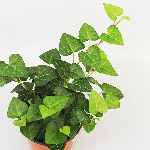 하트아이비 공기정화식물 덩굴식물 소형 대성식물