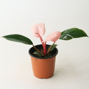 대성식물 필로덴드론 핑크 핑크콩고 공기정화 반려식물