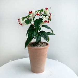대성식물 클레로덴드론 덴드롱 야생화 꽃 인테리어 공기정화식물