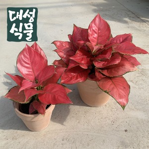 대성식물 공기정화식물 핑크 아그라오네마 아글라노네마 아글라오네마