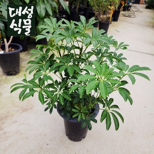 홍콩야자 쉐프렐라 공기정화 플랜테리어중품 대성식물