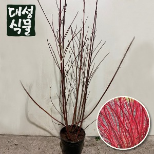 대성식물 말채나무 묘목 나무 중품 조경수 노지월동