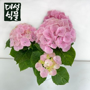 수국 핑크 블루 중품 봄꽃 야생화 생화 관엽식물 대성식물