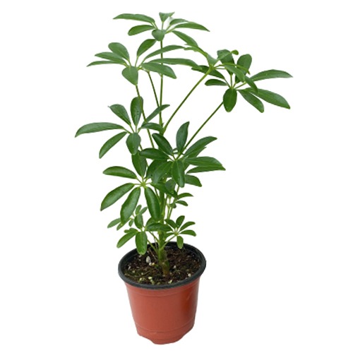 대성식물 홍콩야자 인테리어식물 키우기쉬운 실내식물