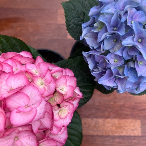 대성식물 수국 12cm 포트 소품 분홍색 파란색 여름꽃 야생화 생화 키우기