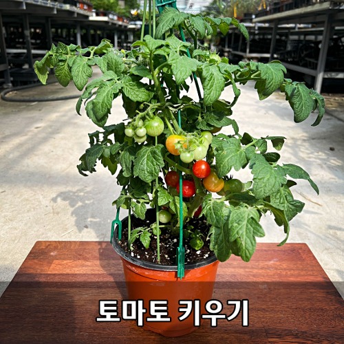 대성식물 프리티벨 토마토 18cm 화분