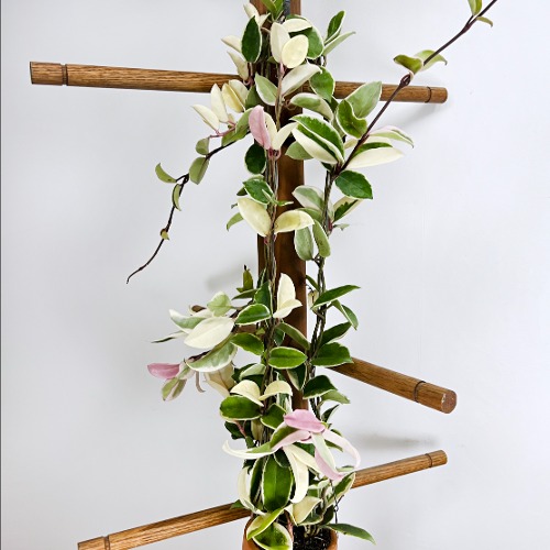대성식물 무늬 호야 카노사 바리에가타 공기정화 행잉 희귀 꽃식물