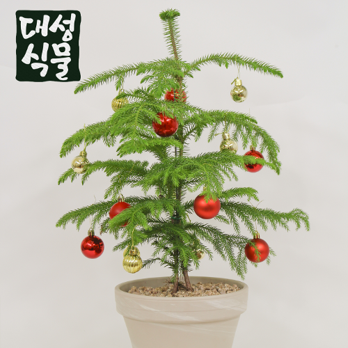 아라우카리아 중형 토분 완제품 아로우카리아 크리스마스 트리 나무 거실 화분 대성식물