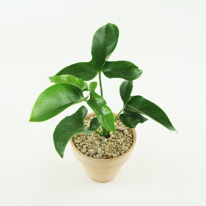 대성식물 필로덴드론 고엘디 희귀식물 노블셀렘 Philodendron goeldii