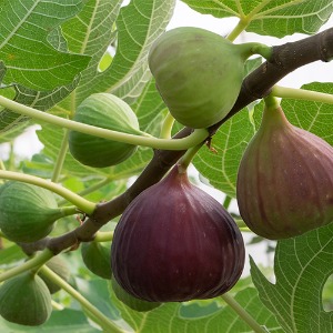 대성식물 무화과 (베란다 과일, 열매 나무, 유실수)