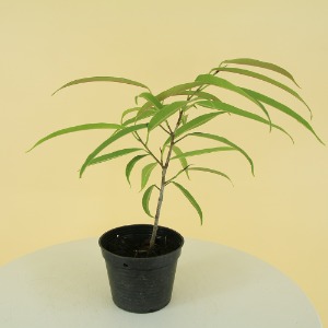 대성식물 알리고무나무 10cm 소형포트