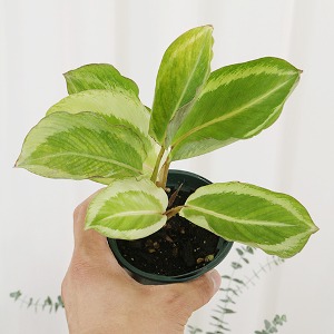 대성식물 칼라데아 마리아 공기정화 희귀 수입식물