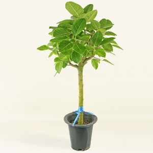 대성식물 뱅갈고무나무 실내 공기정화 대형식물 120cm 대품