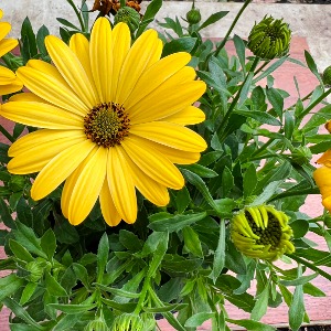 대성식물 데모루 포세카 15cm 노란색 보라색 향기나는 봄 집들이 꽃 베란다 키우기