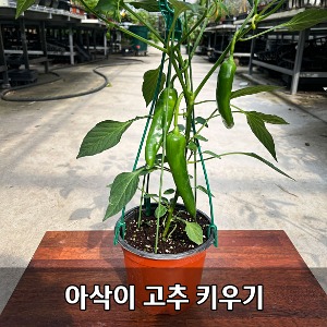 대성식물 아삭이 오이 고추 18cm 화분