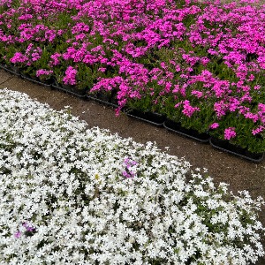 대성식물 꽃잔디 분홍 흰색 모종 12개입 봄꽃 야생화 지피식물