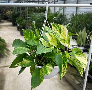 대성식물 스킨답서스 행잉플랜트 25cm 키우기 쉬운 식물 홈가드닝 인테리어