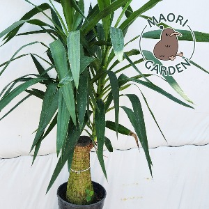 대성식물 대형 유카 외목대 거실 개업 축하 선물 화분 공기정화 식물