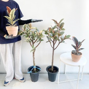 대성식물 대형 수채화고무나무 외목대 키우기쉬운 실내공기정화 식물