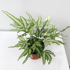 대성식물 프테리스 푸테리스 웜세티고사리 음지식물 공기정화식물