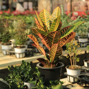 대성식물 크로톤 실내 인테리어 개업 축하 화분 선물 카페 집들이 식물