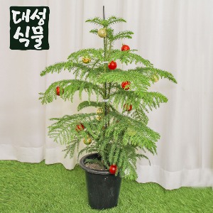 대성식물 아라우카리아 대형 아로우카리아 크리스마스 트리 나무 거실 화분
