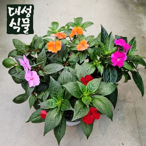 산파첸스 임파첸스 서양봉선화 꽃식물 꽃모종 15cm 색상랜덤 실내월동 대성식물