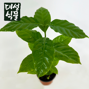 커피나무 아라비카 관엽식물 10cm 공기정화식물 반려식물 거실화분 외목대