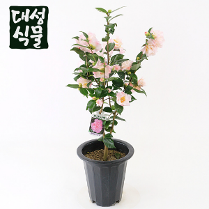 대성식물 서향 동백나무 중형 겨울꽃 핑크꽃