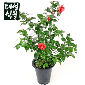 대성식물 동백나무 키우기 겨울꽃 대형 빨간꽃 85cm