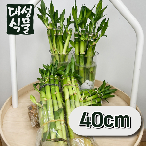 개운죽 40cm 10p 수경식물 공기정화식물 키우기쉬운식물 대성식물