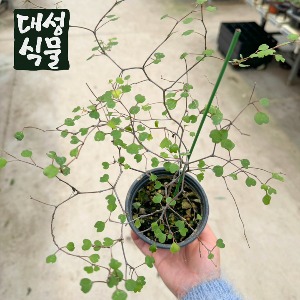 뮬렌베키아 10cm 소형 뮤렌베키아 마오리 실내 공기정화식물 대성식물