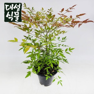 남천 남천나무 공기정화식물 중형 대성식물