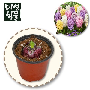 히아신스 구근 히야신스 키우기 포트 랜덤 꽃 추식구근 수경재배 대성식물