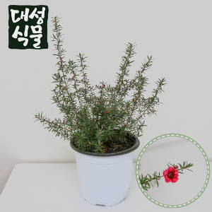 호주매화 15cm 꽃 야생화 공기정화식물 호주매 생화 반려식물 대성식물