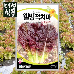 웰빙적치마 상추 3000립 씨앗 씨 봄 종자 채소 야채 쌈 대성식물