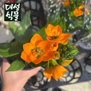 대성식물 베들레헴 베들레헴별꽃 오니소갈룸 야생화 봄꽃 주황꽃