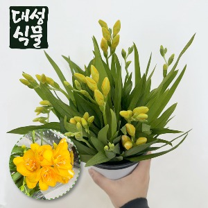 후리지아 향기꽃 화분 봄꽃 공기정화식물 프리지아 중형 대성식물