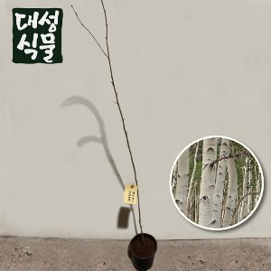 대성식물 자작나무 묘목 나무 중품 조경수 노지월동