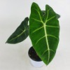 대성식물 실내 공기정화식물 알로카시아 프라이덱 10cm 그린벨벳